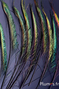 Paon bleu sabre - 30-38 cm - café